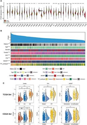 ITGA5 Is a Novel Oncogenic Biomarker and Correlates With Tumor Immune Microenvironment in Gliomas